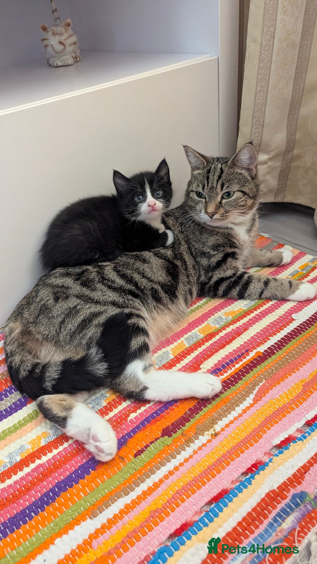 European cats for sale: 5 European shorthair kittens  - Image 30