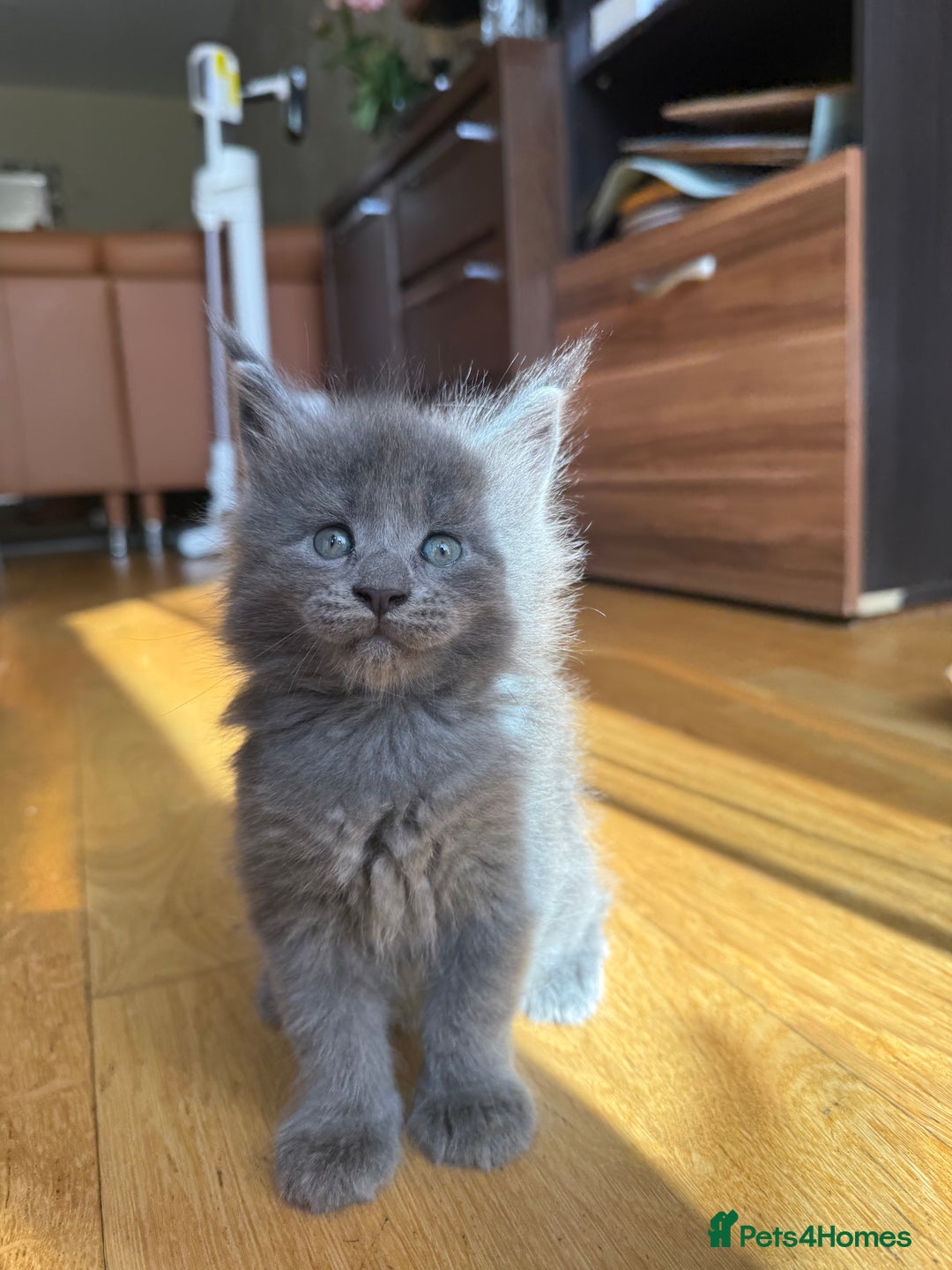 Maine Coon cats for sale: Maine Coon Kittens for sale - Image 29