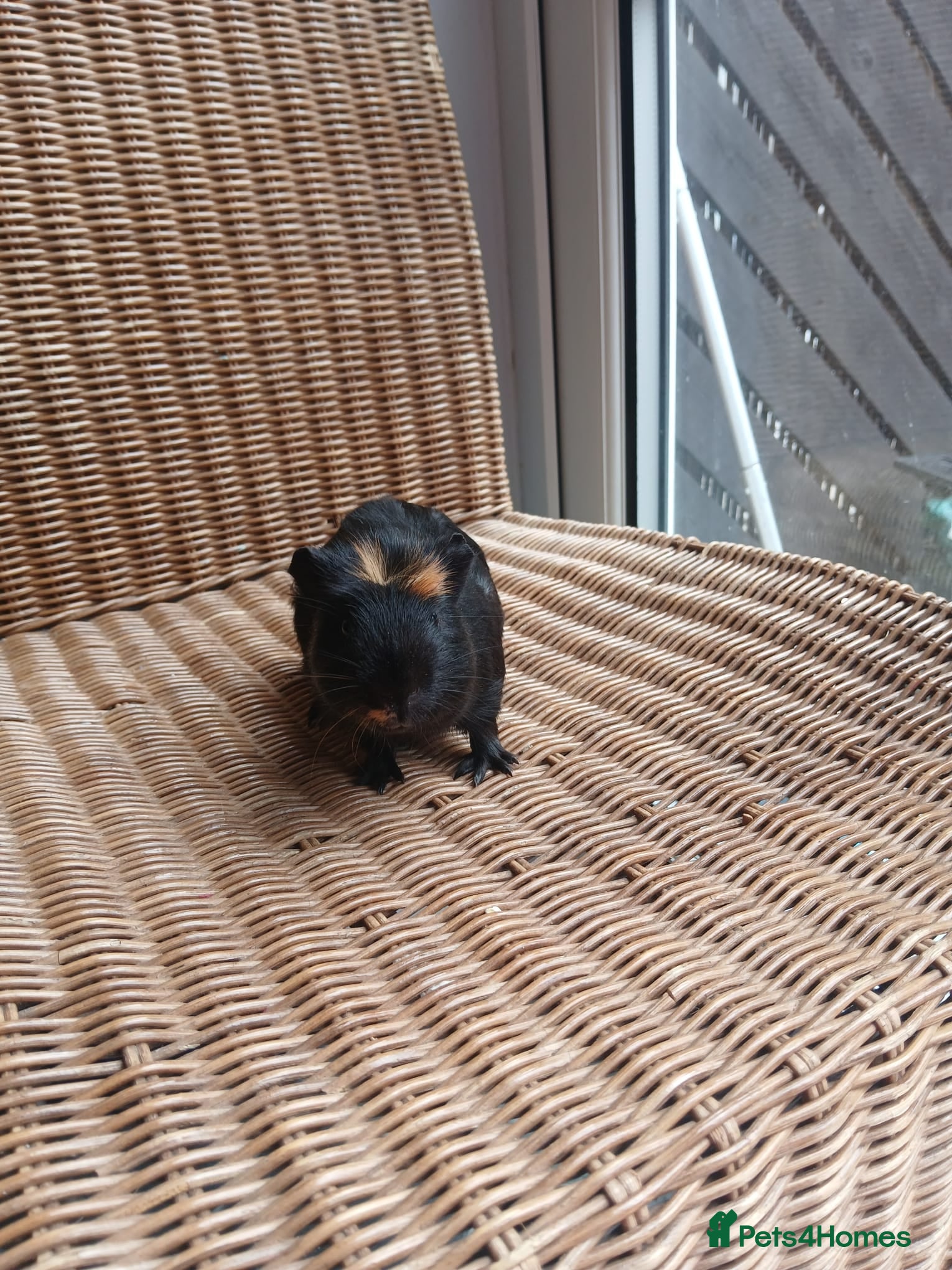 Guinea Pig rodents for sale: Guinea pigs for sale in York - Advert 4