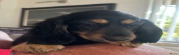 Miniature Dachshund dogs for sale: Long haired miniature dachshund puppy’s  - Advert 11
