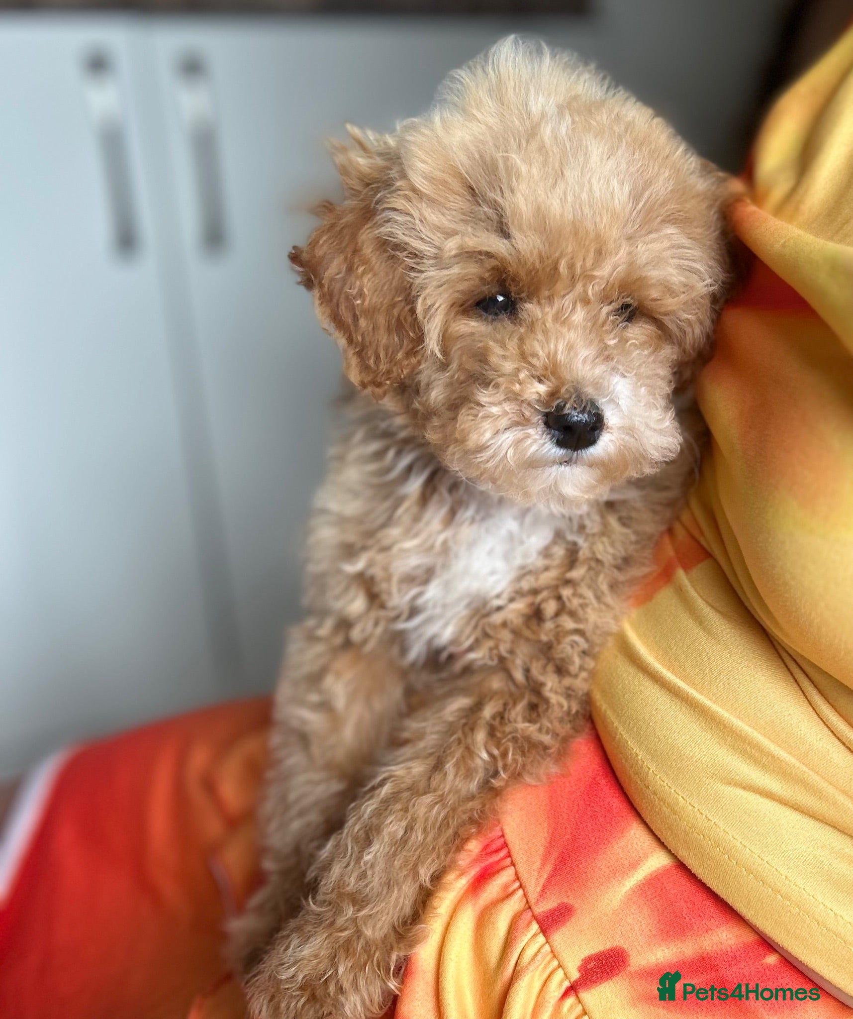 Maltipoo dogs Quality Maltipo’s ready to leave 1 boy available - Advert 17