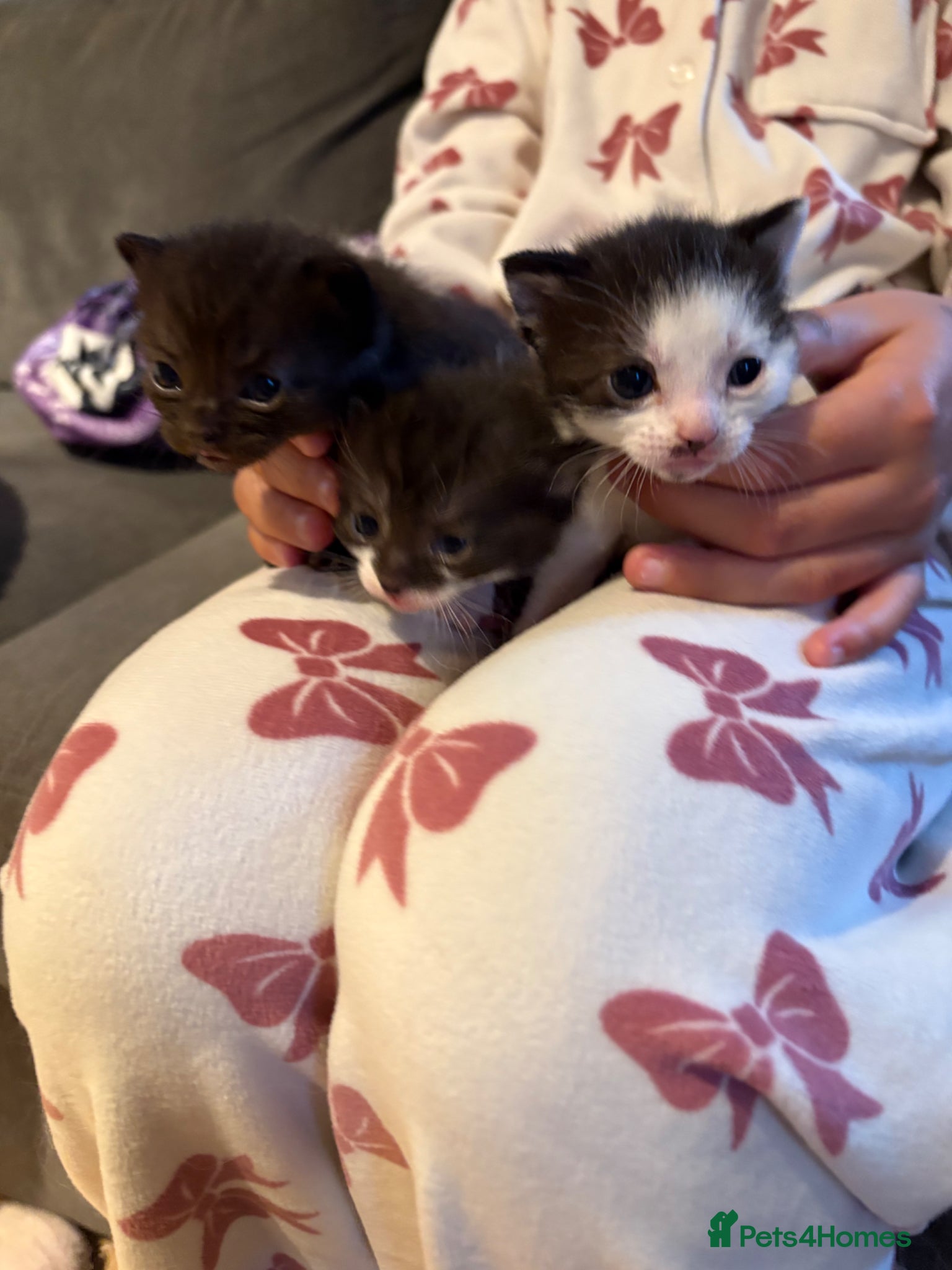 Mixed Breed cats Beautiful kittens  - Advert 2