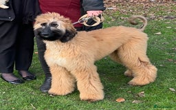 Afghan Hound dogs for sale: Afghan Hound Litter  - Image 13