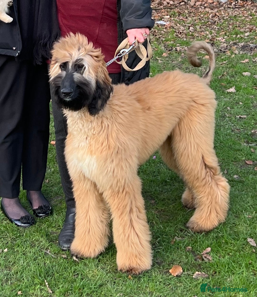 Afghan Hound dogs for sale: Afghan Hound Litter  - Image 13