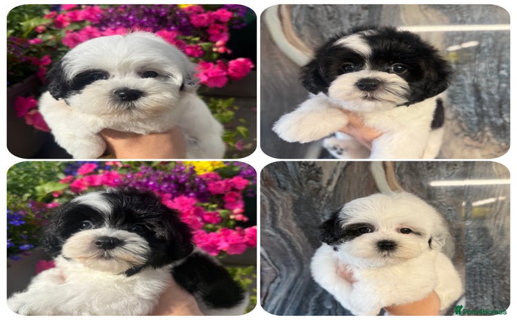 Maltipoo dogs - Advert 3