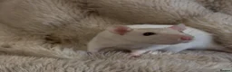 Rat rodents for sale: 🐀 Beautiful Rat Kitts 🐁 ** Available now ** - Advert 18