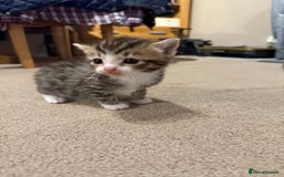 Mixed Breed cats for sale: Tiny kittens for sale - Image 7