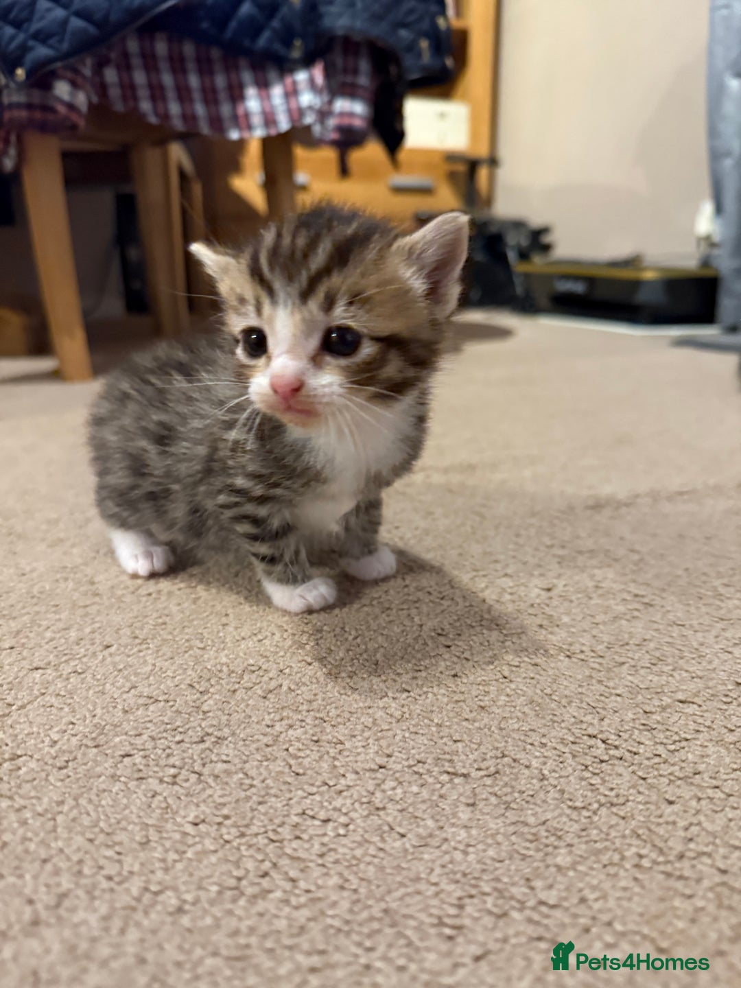 Mixed Breed cats for sale: Tiny kittens for sale - Image 7