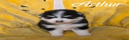 Pomsky dogs for sale: F3 Pomsky Puppies - Ready Soon - Advert 5
