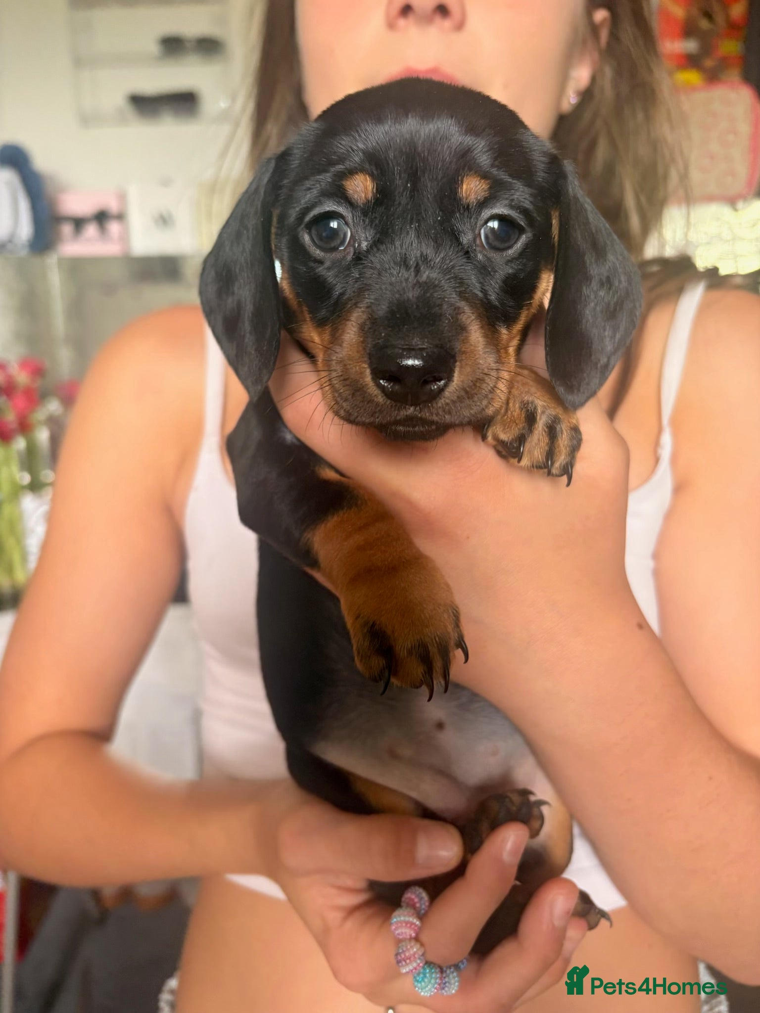 Dachshund dogs Beautiful dachshund puppies  - Advert 3