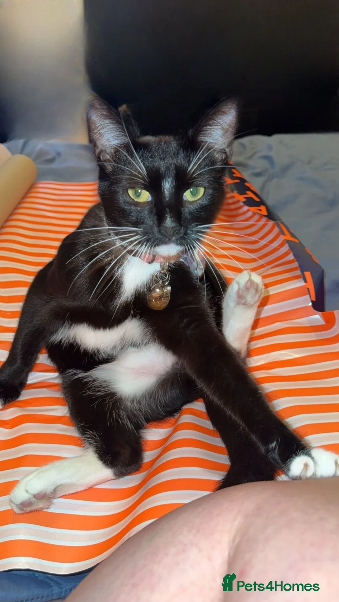 Mixed Breed cats for sale: 2 beautiful kittens for a good home❤️ - Advert 8