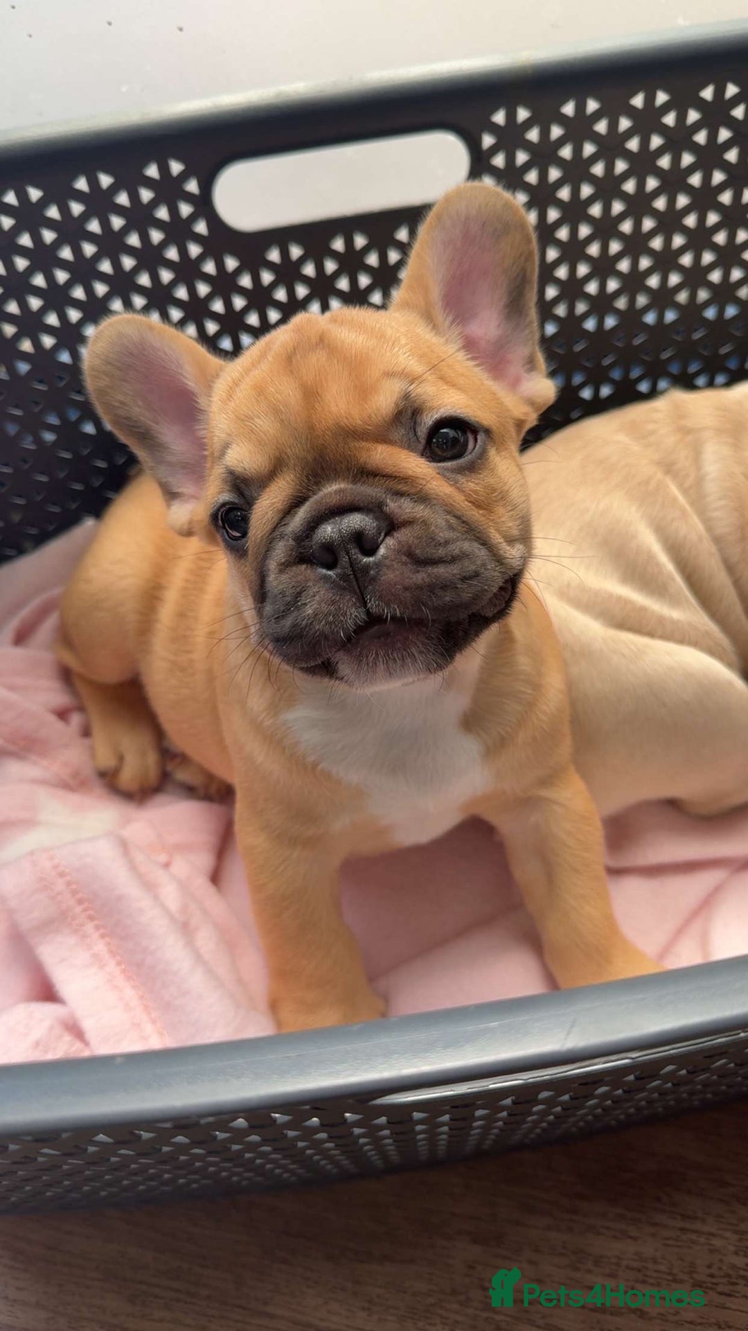 French Bulldog dogs for sale:  French bulldogs from £850 to £1700 in Liverpool - Image 10