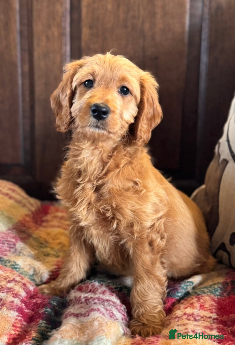 Mini Goldendoodle dogs Health-checked Happy Ladies - Advert 6