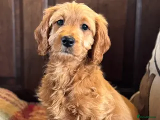 Mini Goldendoodle dogs Health-checked Happy Ladies - Advert 6