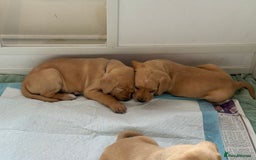 Mixed Breed dogs for sale: Golden retriever x pointer puppies - Image 6