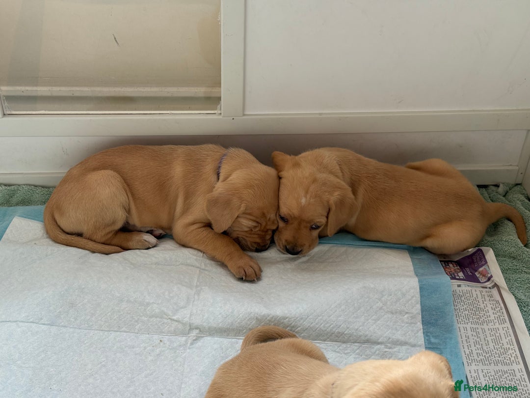 Mixed Breed dogs for sale: Golden retriever x pointer puppies - Image 6