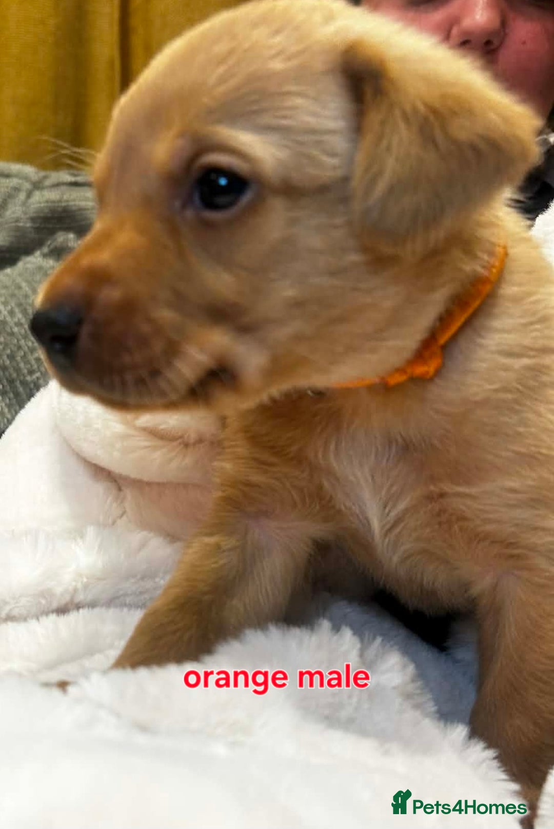 Labrador Retriever dogs for sale:  ✨ Exceptional Labrador Retriever Puppies  ✨ - Advert 11