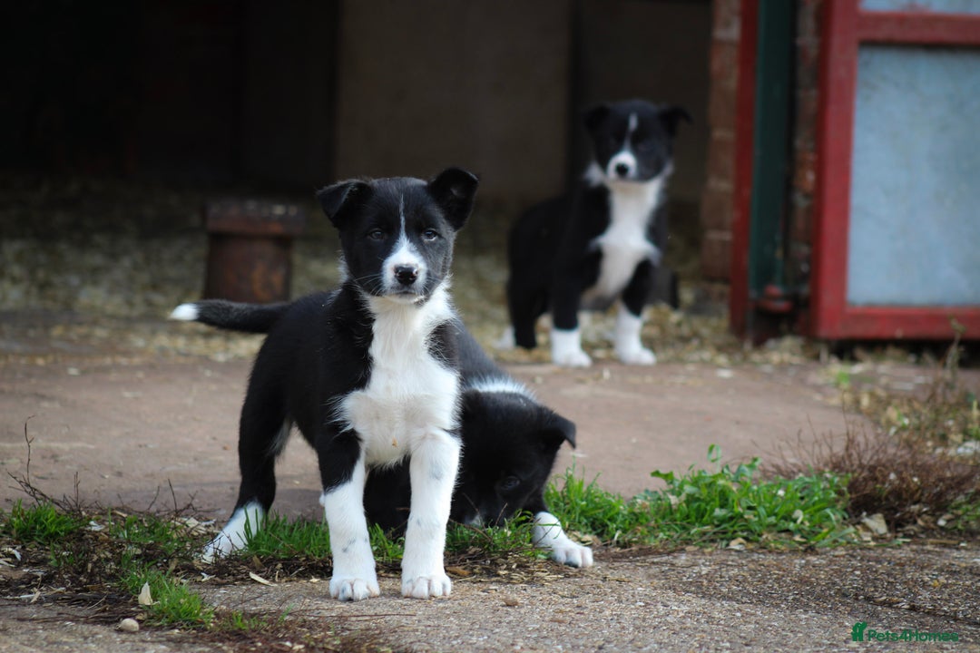 Border Collie dogs for sale: Border Collie Puppies for Sale - Image 3