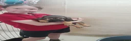 Bloodhound dogs for sale: Bloodhound Puppies - Advert 4