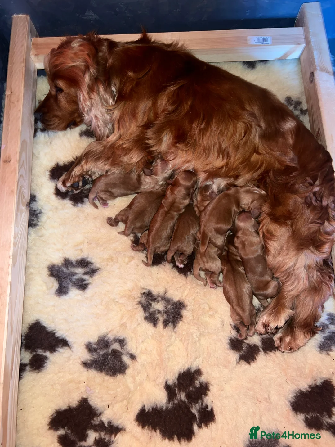 Cocker Spaniel dogs for stud: Nelson show cocker STUD  in Maidstone - Advert 5