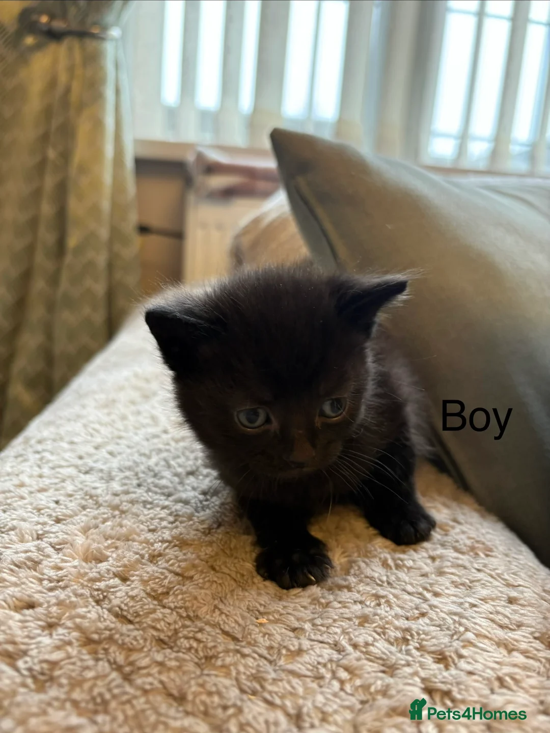 Domestic Shorthair cats for sale: Black kittens in Cwmbran - Advert 4