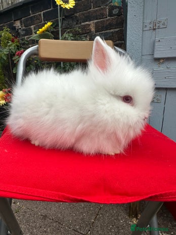 Lionhead rabbits - Advert 16