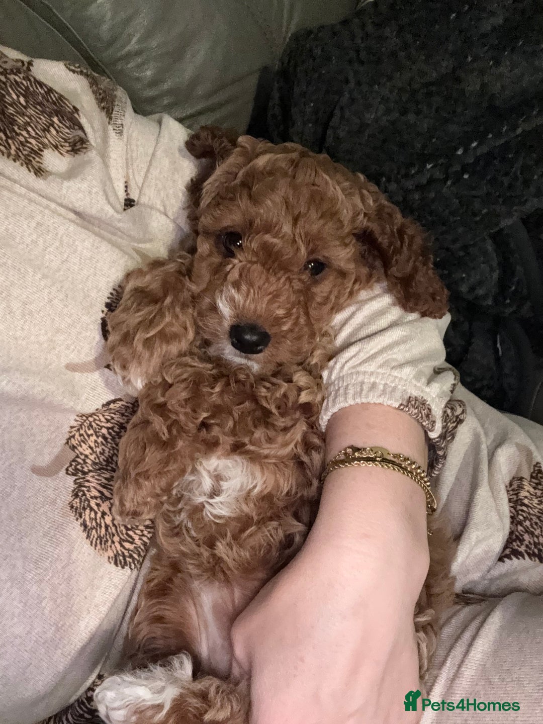 Cockapoo dogs for sale: Red Cockapoo girls Fb2 ready 12/1/26 - Advert 7