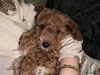 Cockapoo dogs 9 week old Cockapoo girl 🧡 available now - Advert 6