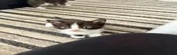 Mixed Breed cats for sale: Male tuxedo  - Advert 4