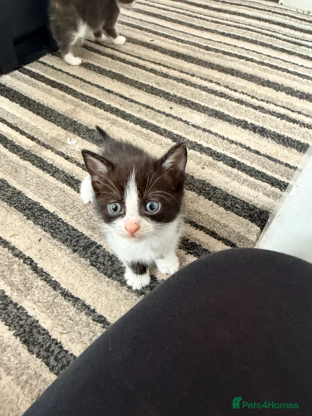 Mixed Breed cats for sale: Male tuxedo  - Advert 4