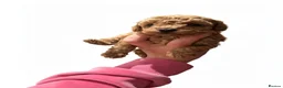 Cockapoo dogs for sale: COCKAPOO PUPPIES READY TO LEAVE(all girls) - Advert 5