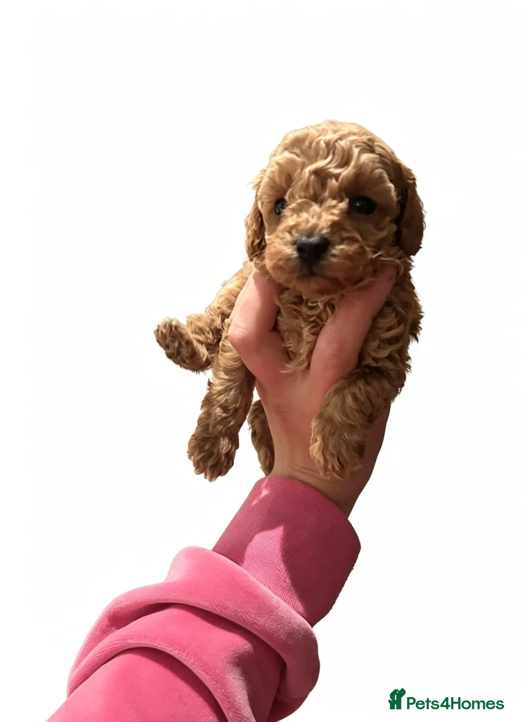 Cockapoo dogs for sale: COCKAPOO PUPPIES READY TO LEAVE(all girls) - Advert 5