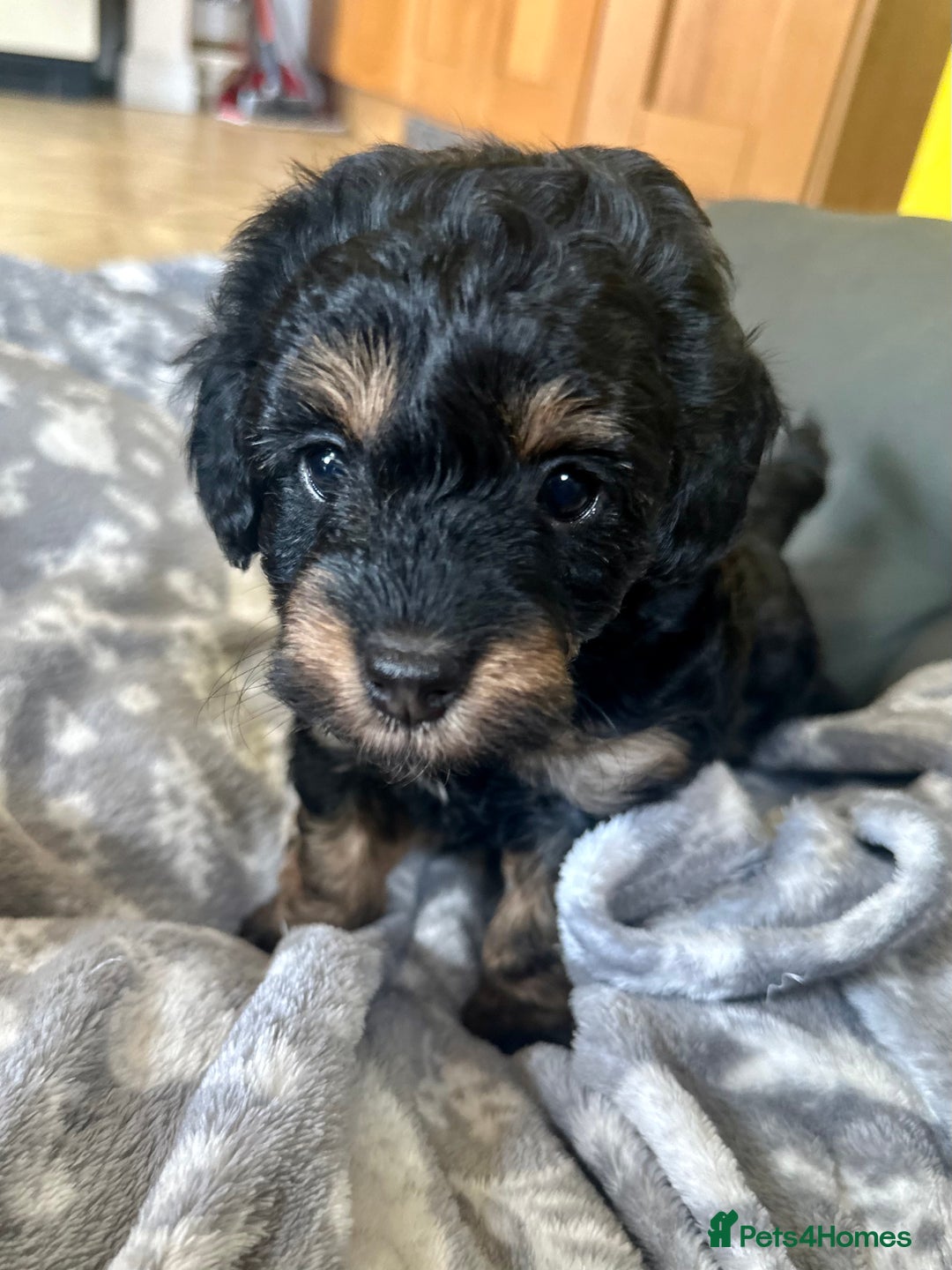 Cavapoo dogs for sale: Beautiful F1b cavapoo puppies - Image 12