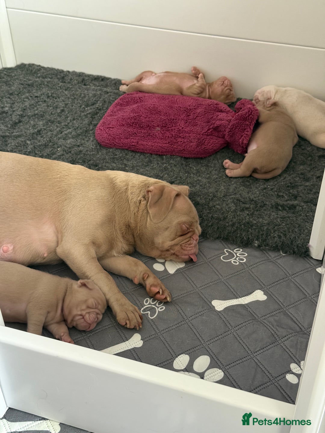 Pug dogs for sale: Pink Pug Puppies Available - Advert 4