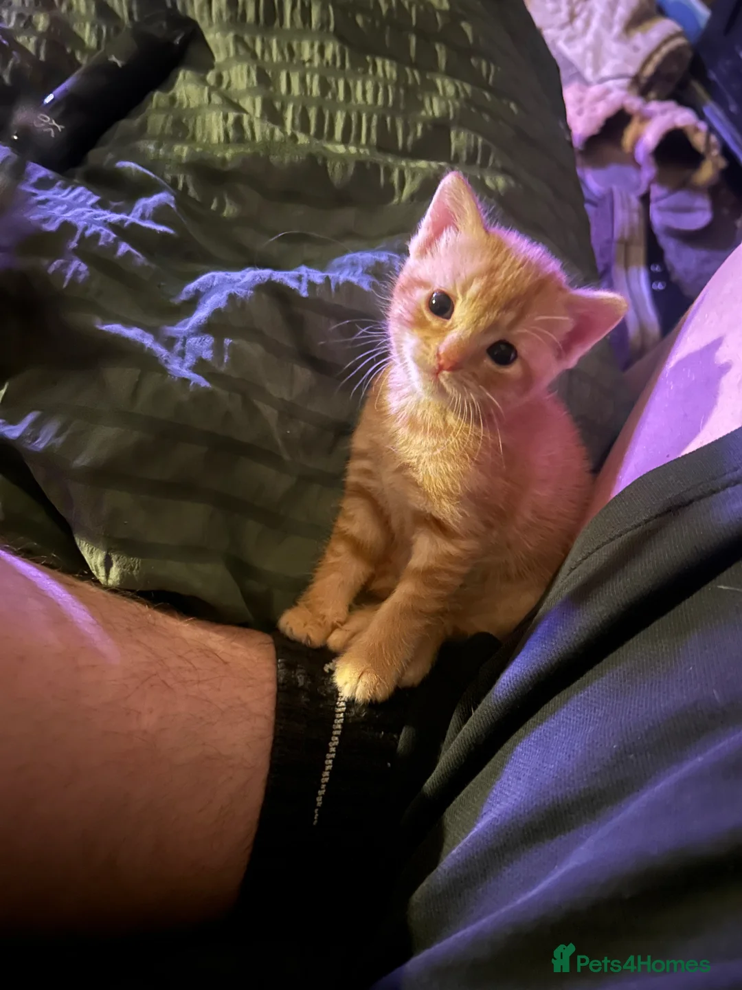 Mixed Breed cats for sale: Ginger kitten - Advert 1