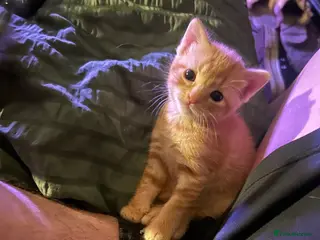 Mixed Breed cats Ginger kitten - Advert 4