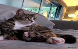Mixed Breed cats for sale: Beautiful Tabby Baby Boy - Image 9