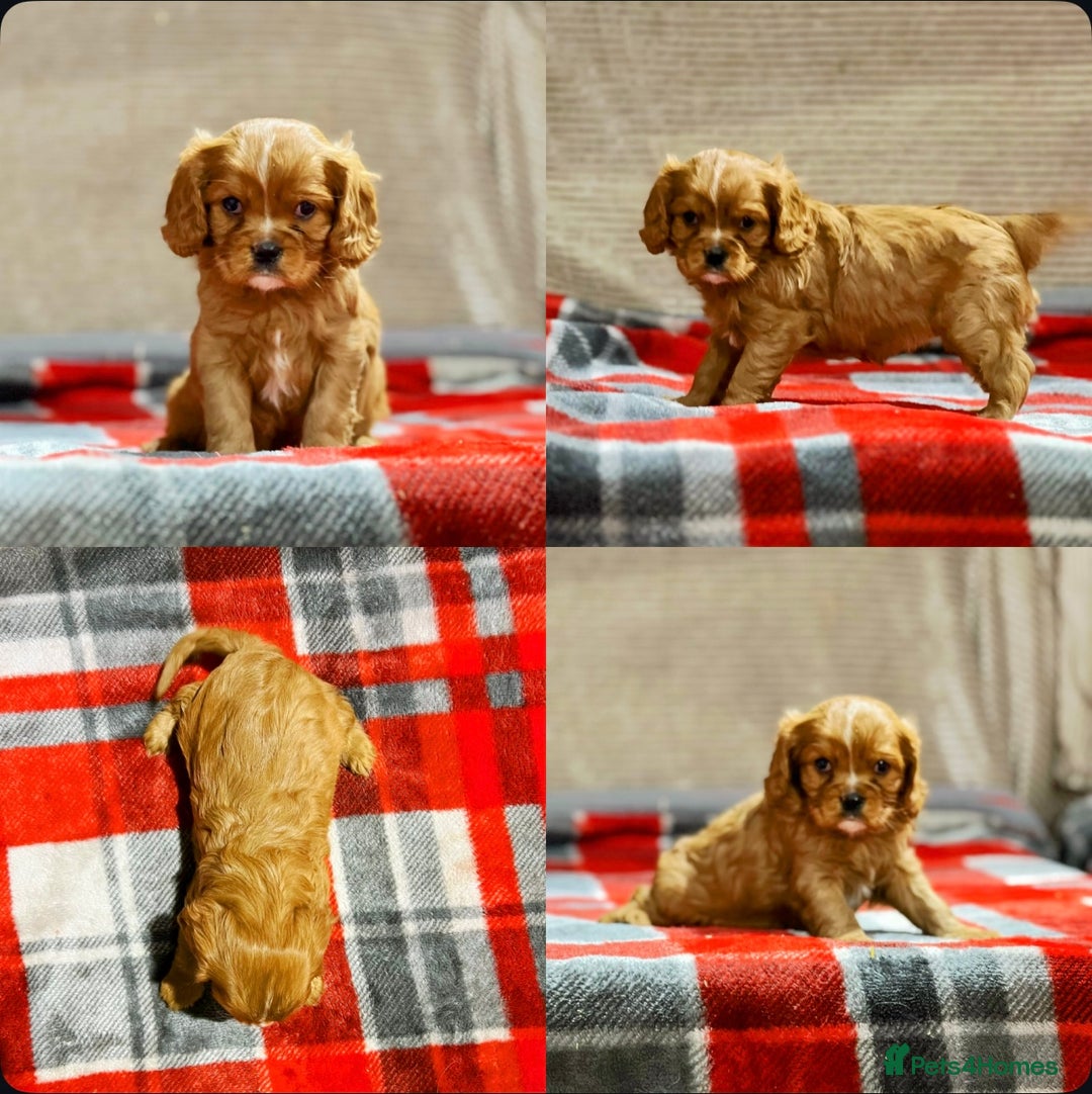 Cavalier King Charles Spaniel dogs for sale: STUNNING CAVALIER KING CHARLES PUPPIES  - Advert 20
