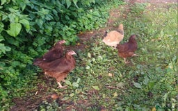 Chickens poultry for sale: Various pullets and pekins - Image 1