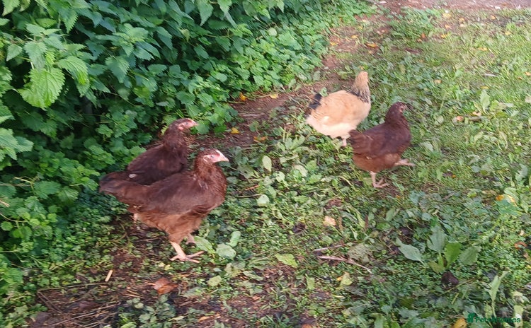 Chickens poultry - Advert 3