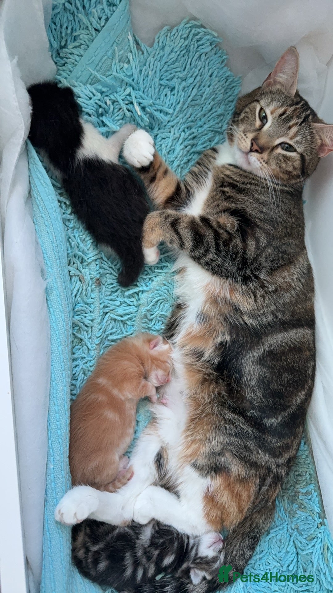 Mixed Breed cats for sale: 1 playful female kittens looking for a new home - Image 3