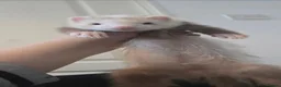 Ferret rodents for sale: Angora ferrets - Advert 2