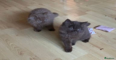 British Longhair cats - Advert 12