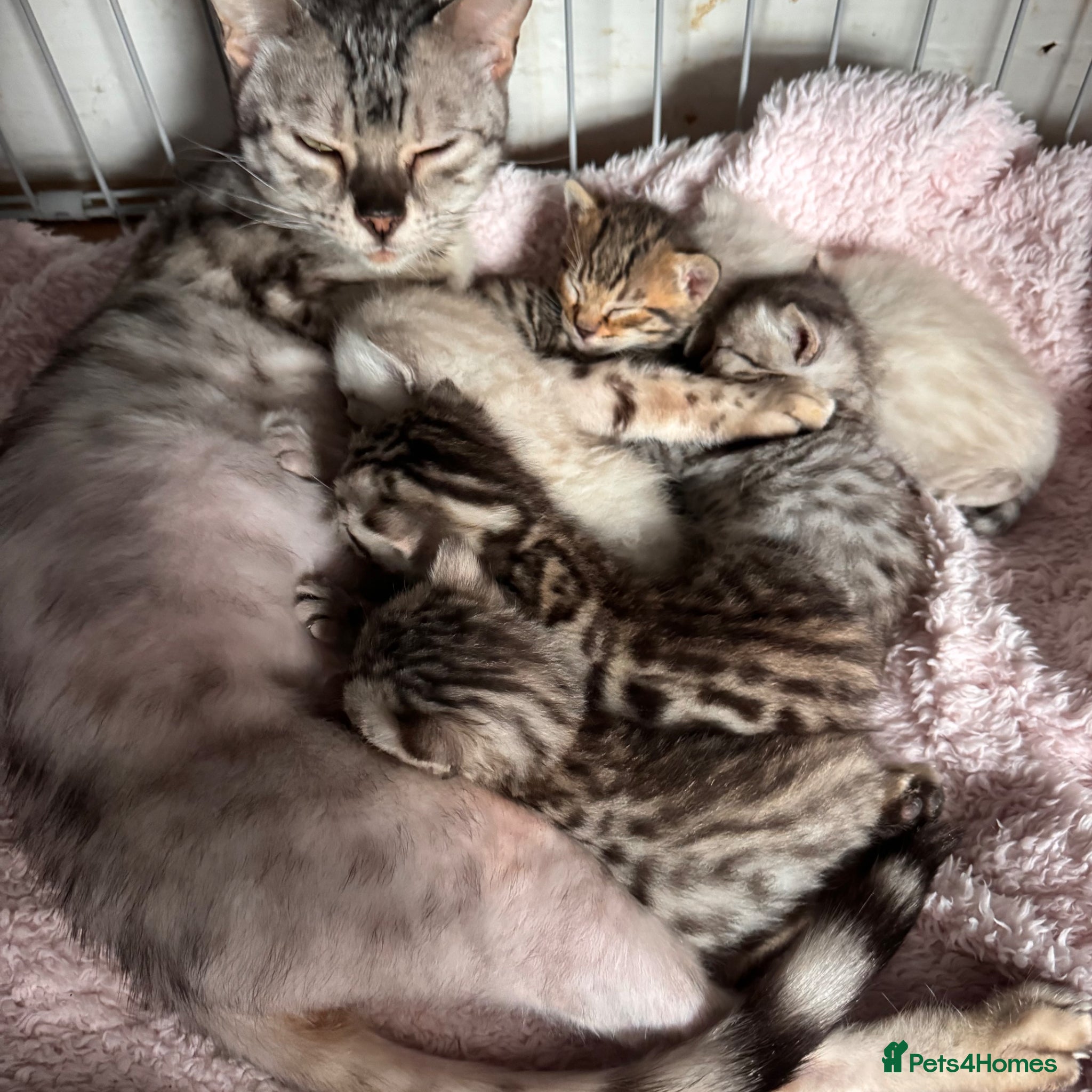 Bengal cats Bengal Kittens with amazing markings - Advert 1