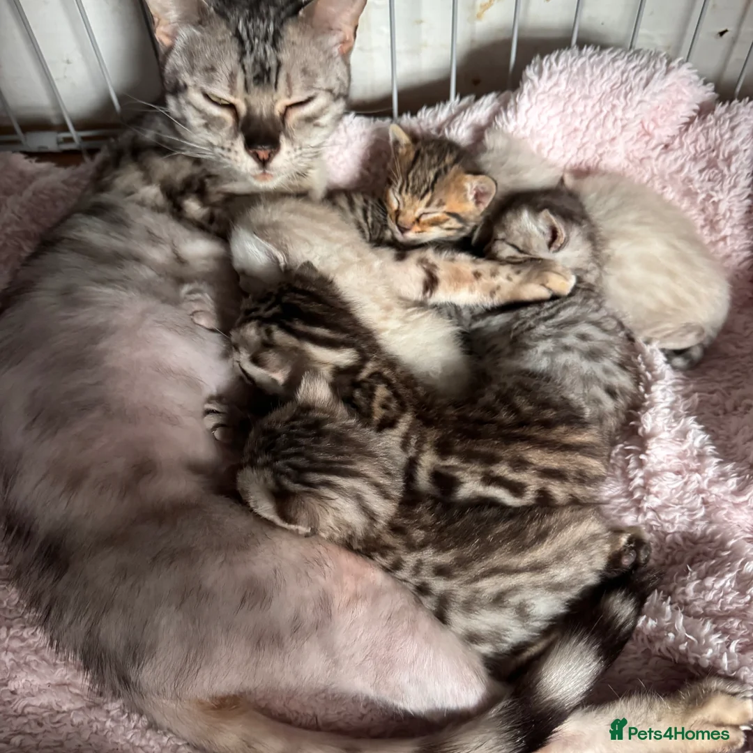 Bengal cats for sale: Bengal Kittens with amazing markings in Plymouth - Advert 1