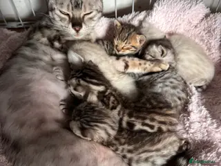Bengal cats Bengal Kittens with amazing markings - Advert 14
