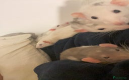 Rat rodents for sale: Rats and Cage - Image 12