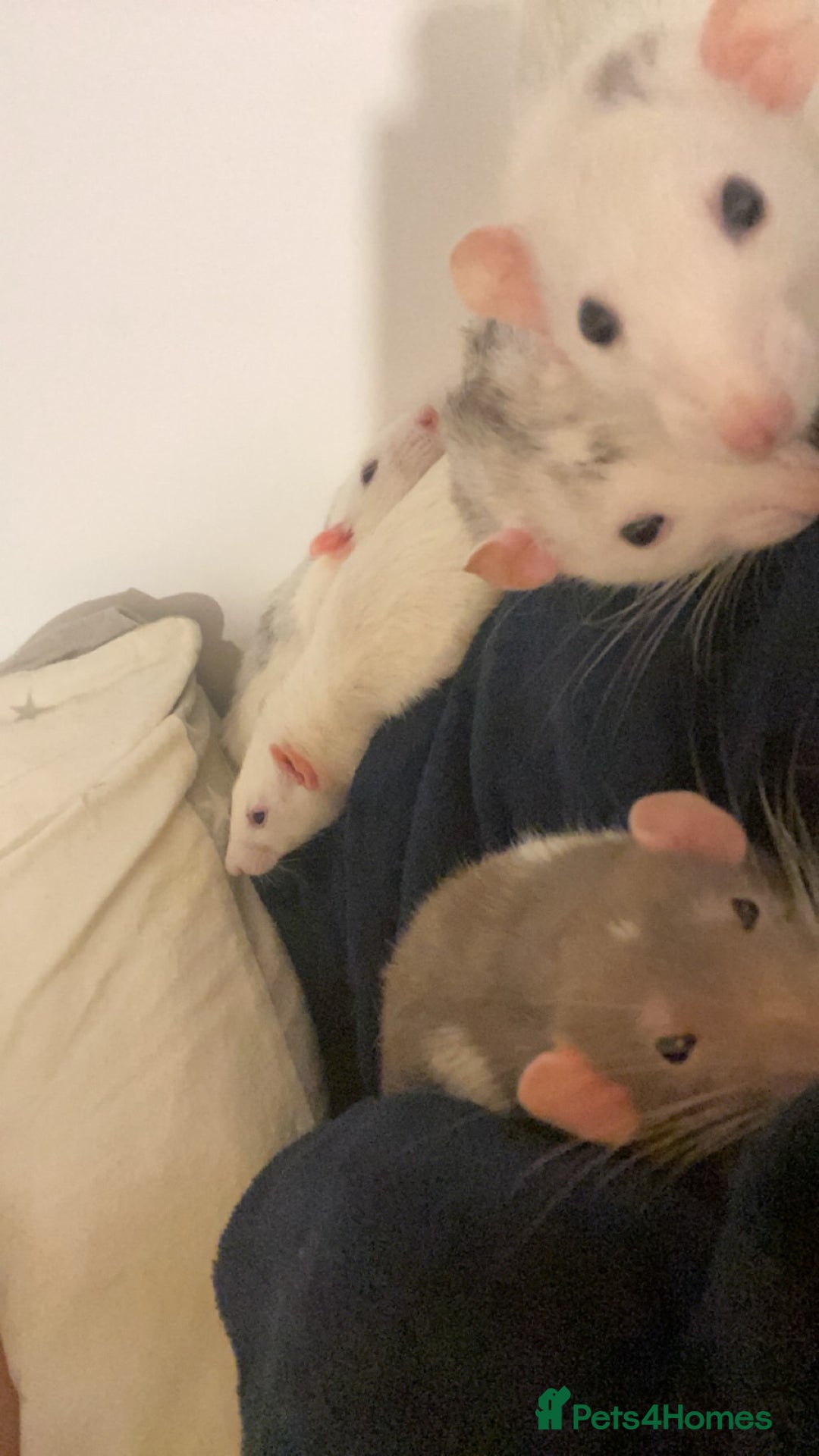 Rat rodents for sale: Rats and Cage - Image 12