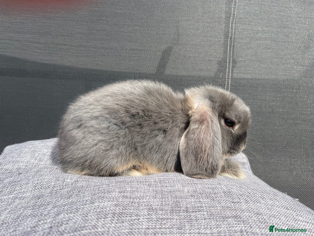 Mini Lop rabbits for sale: Mini Lops Ready to Leave Now! - Image 6