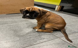 Boxer dogs for sale: Boxer puppies K.C registered  - Image 9